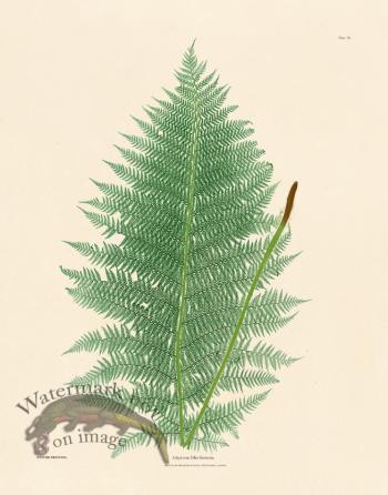 Bradbury Fern 09